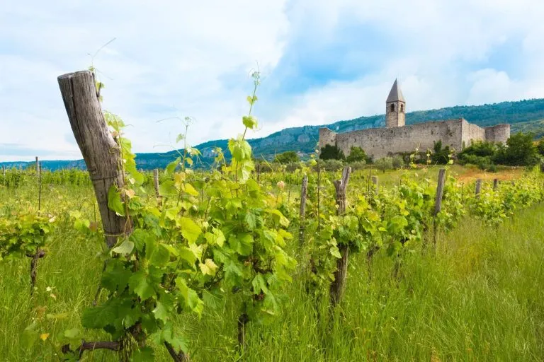 Wijngaarden rond Hrastovlje